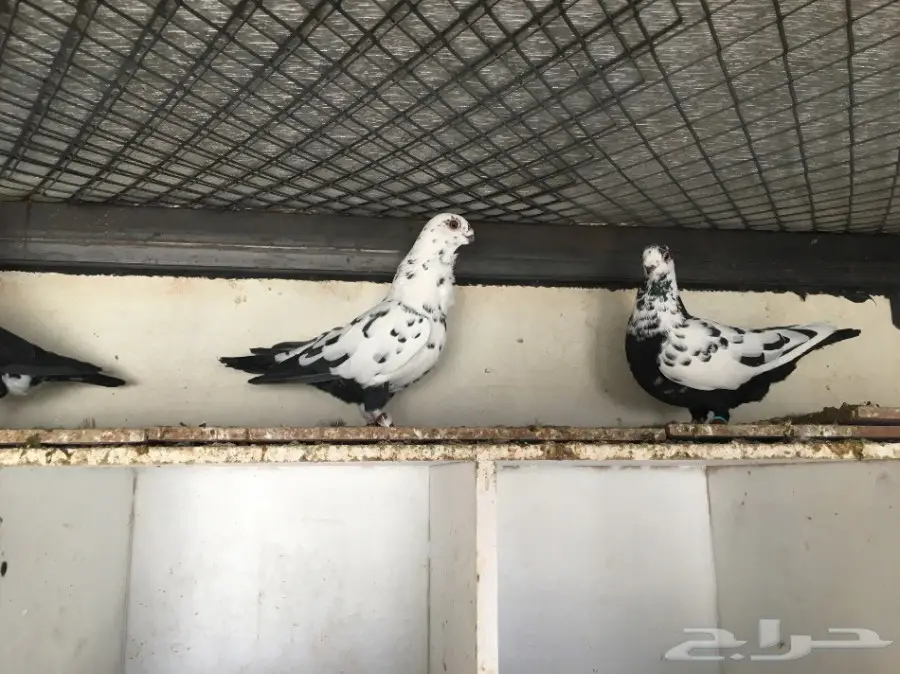 حمام شامي  (image 2)