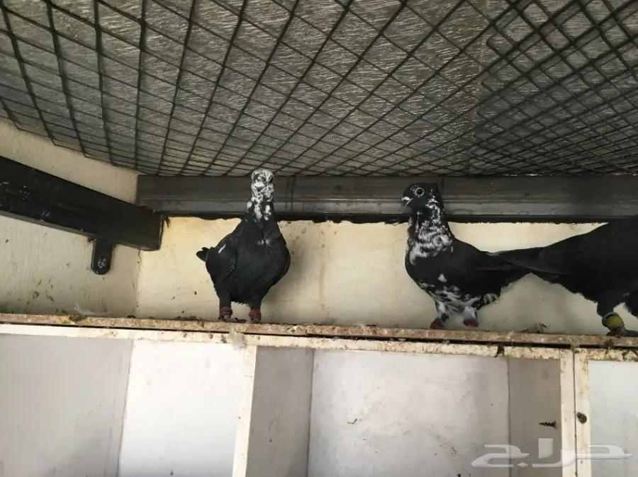 حمام شامي  (image 3)