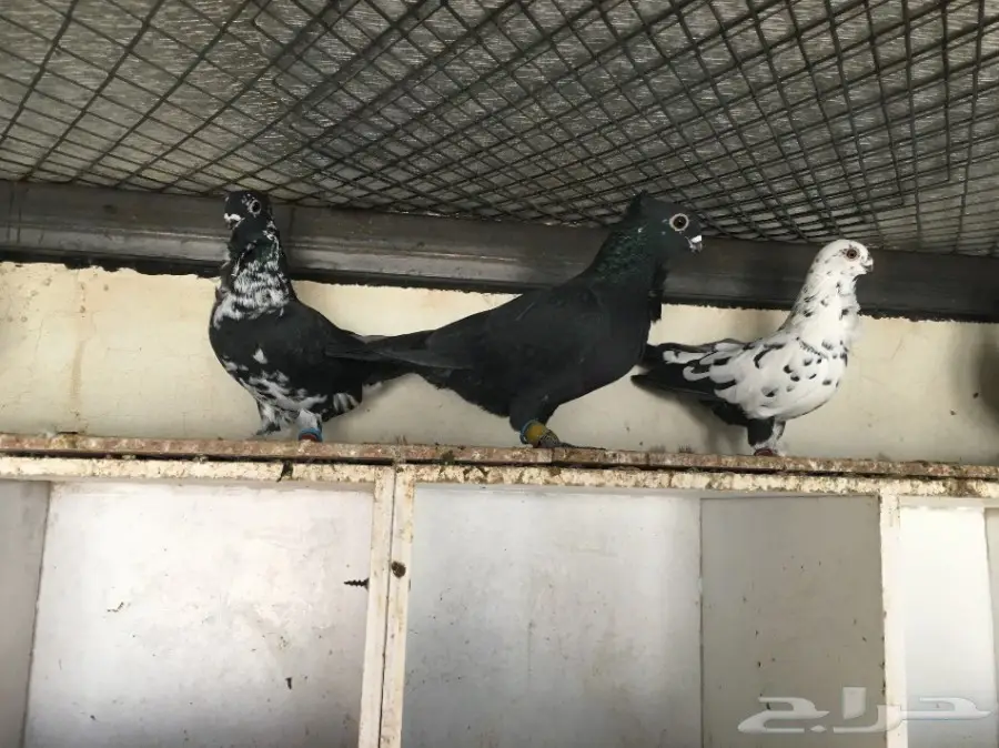 حمام شامي  (image 4)