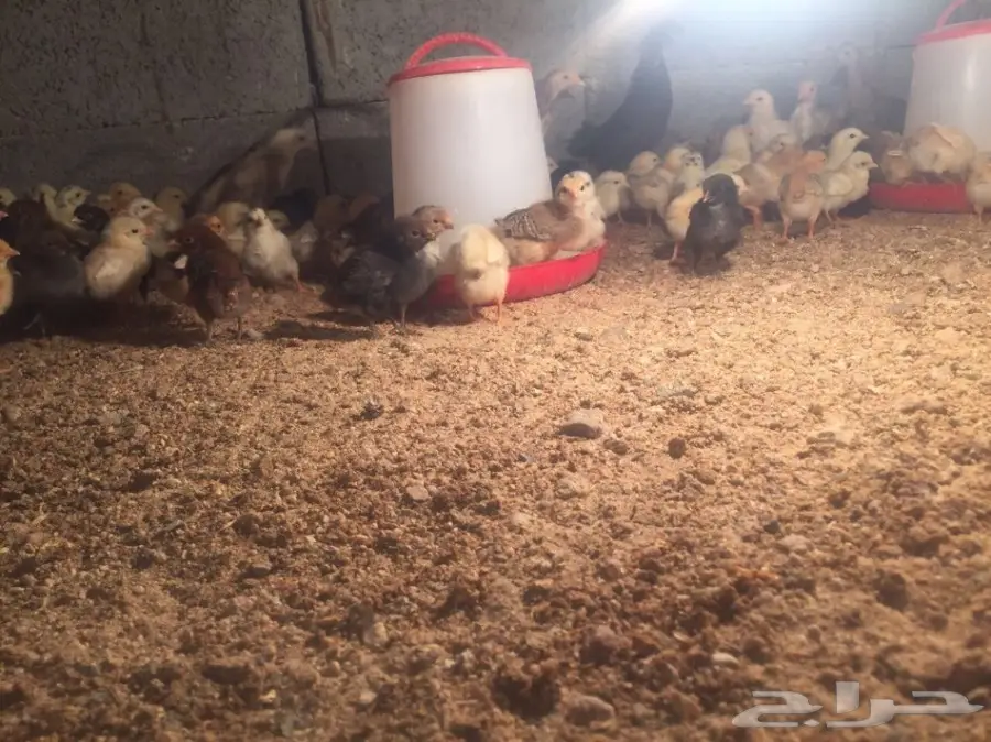  موجود صيصان دجاج العمر ما بين اسبوع الا شهر 
