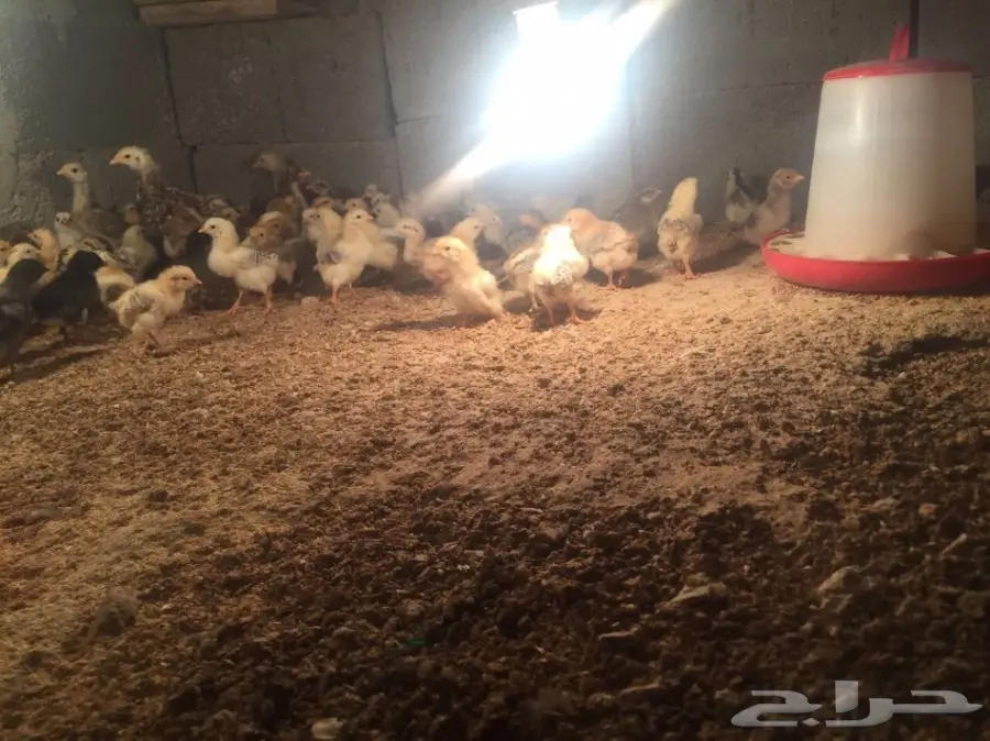  موجود صيصان دجاج العمر ما بين اسبوع الا شهر  (image 1)
