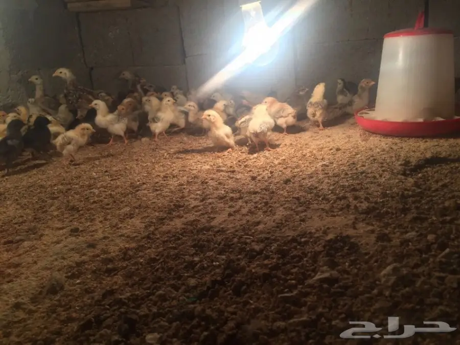  موجود صيصان دجاج العمر ما بين اسبوع الا شهر  (image 2)