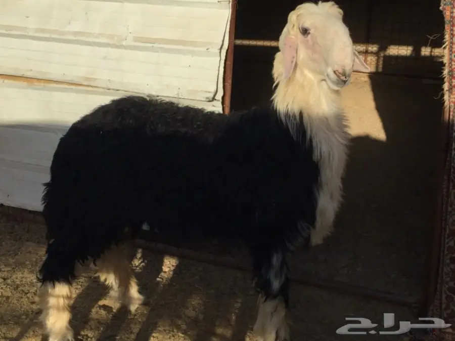 طلي نجدي للبيع 