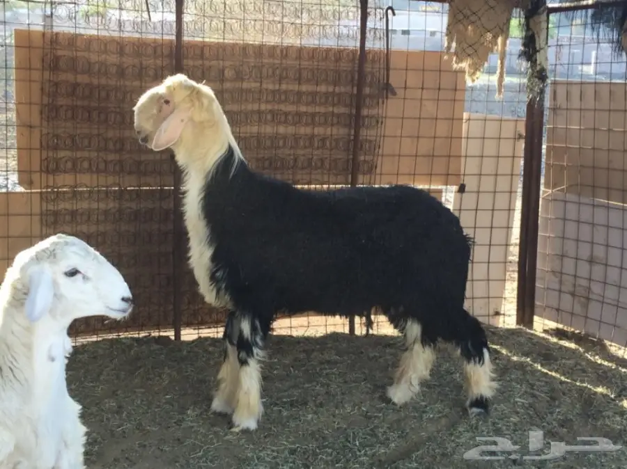 طلي نجدي للبيع  (image 1)