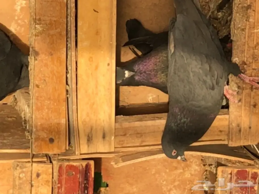 حمام قطايف طيبه 