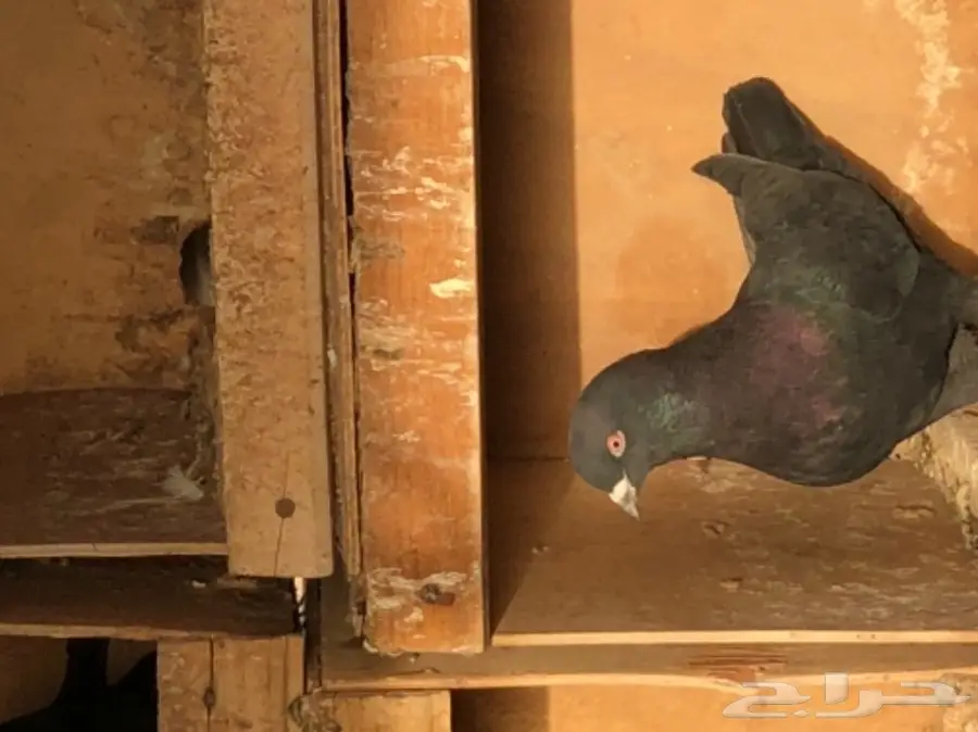 حمام قطايف طيبه  (image 1)