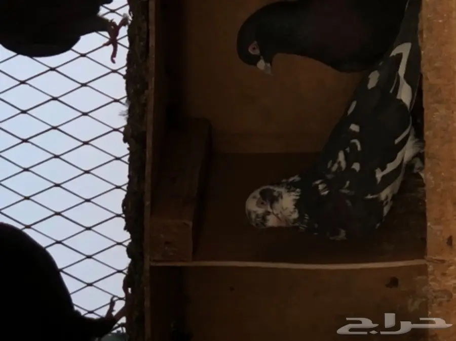 حمام قطايف طيبه  (image 2)