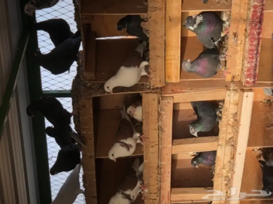 حمام قطايف طيبه  (image 3)