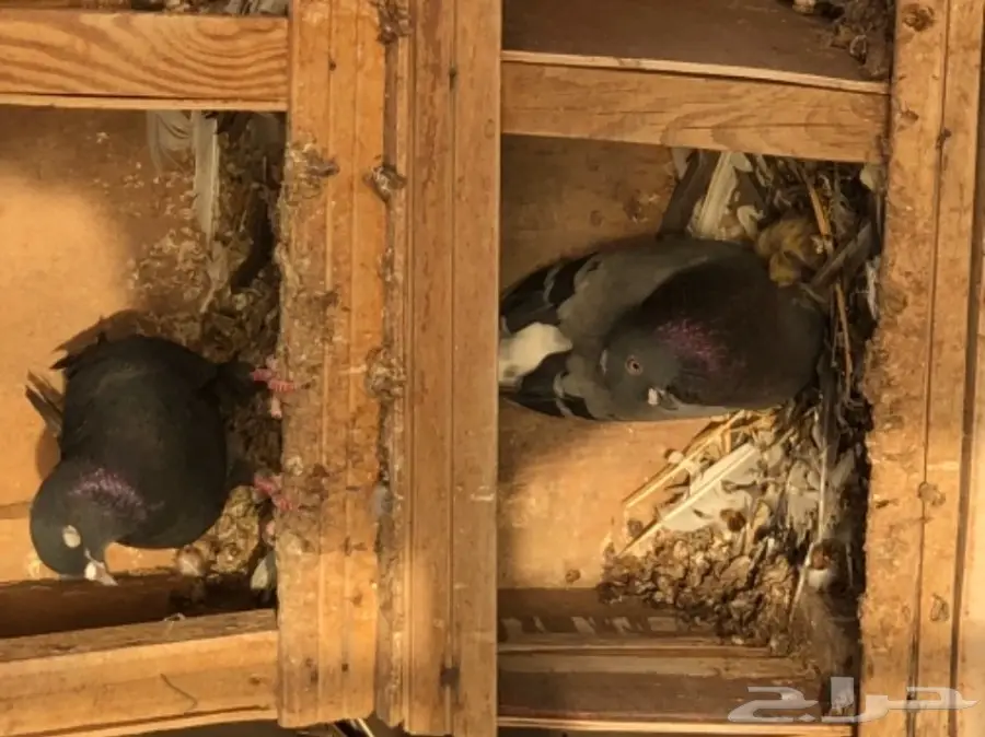 حمام قطايف طيبه  (image 4)