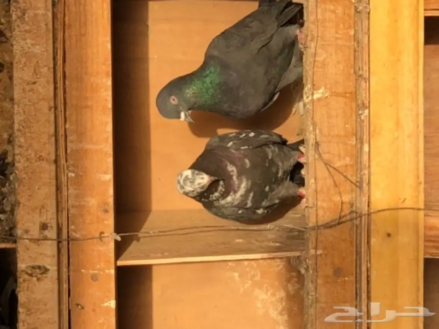 حمام قطايف طيبه  (image 6)