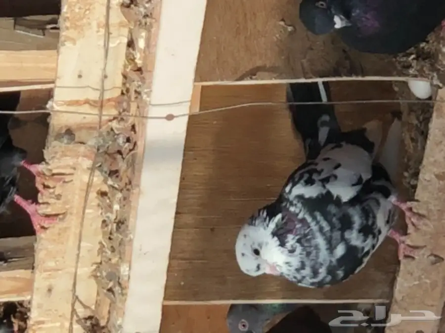 حمام قطايف طيبه  (image 7)