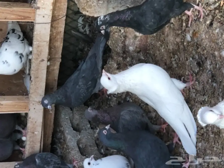 حمام قطايف طيبه  (image 8)