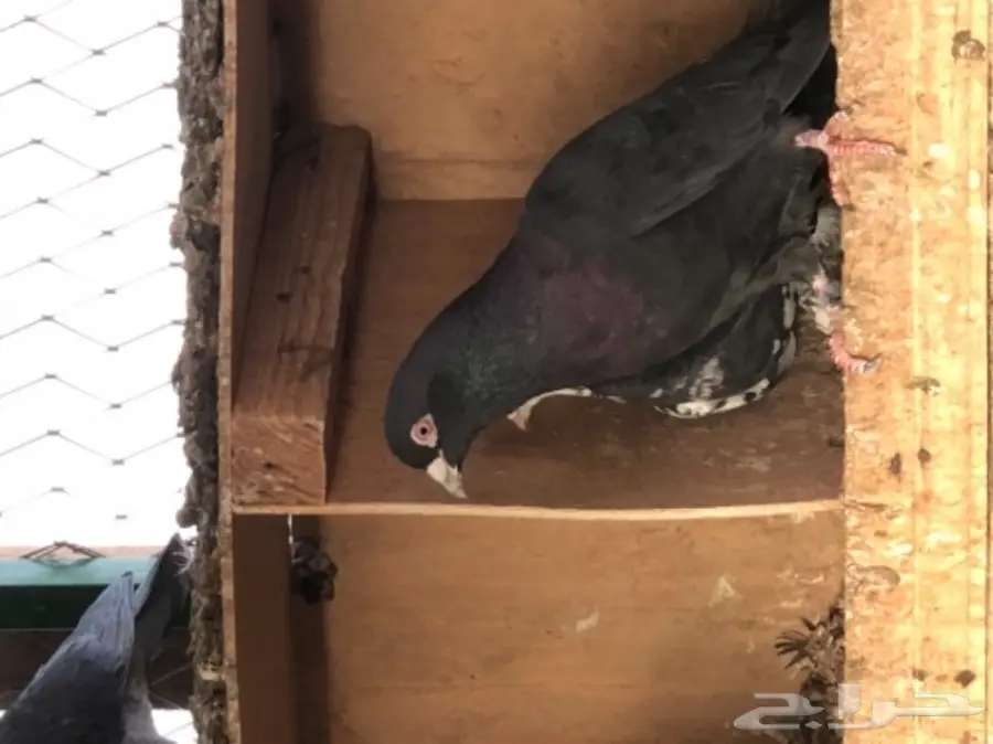 حمام قطايف طيبه  (image 10)