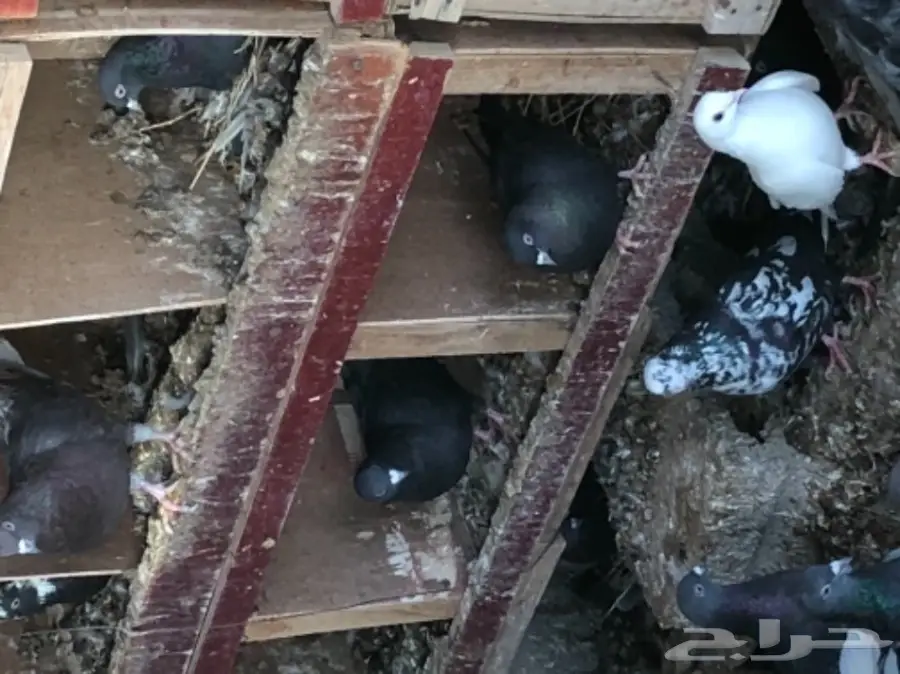 حمام قطايف طيبه  (image 12)