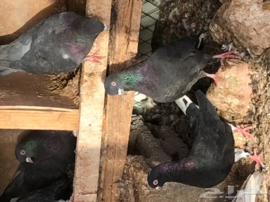 حمام قطايف طيبه  (image 14)