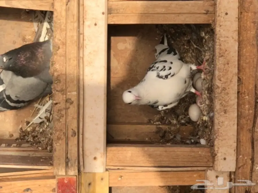 حمام قطايف طيبه  (image 15)