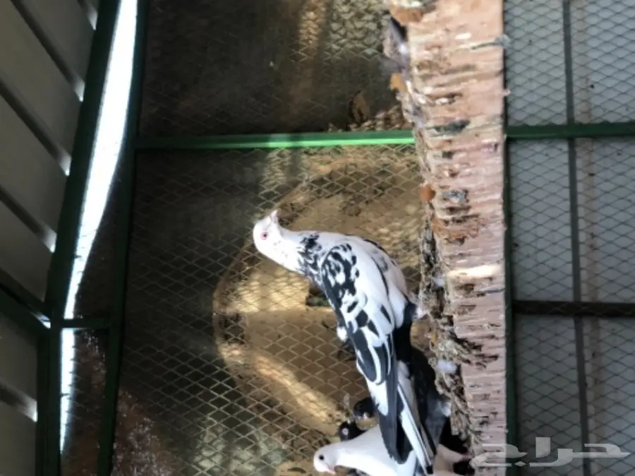 حمام قطايف طيبه  (image 16)