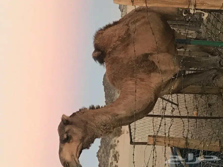 قعود احمر طييب (image 2)