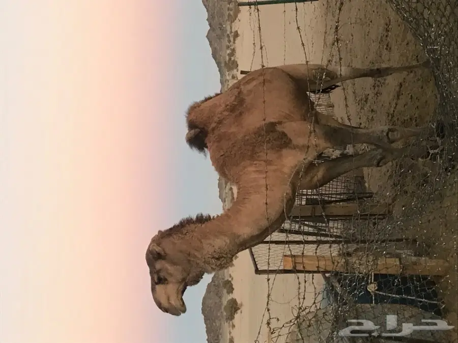 قعود احمر طييب (image 3)