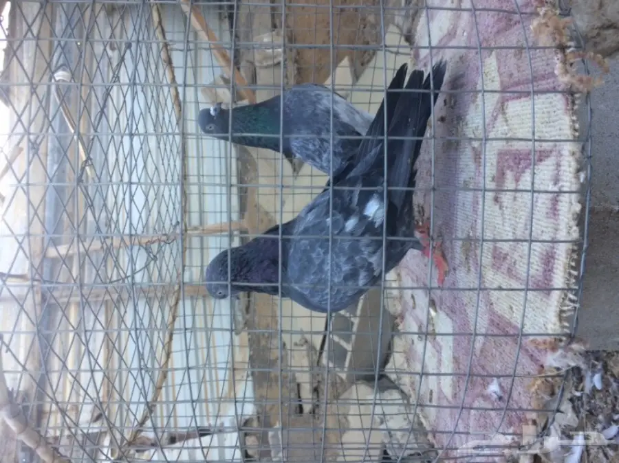 حمام داب والا منتج مزاد 3