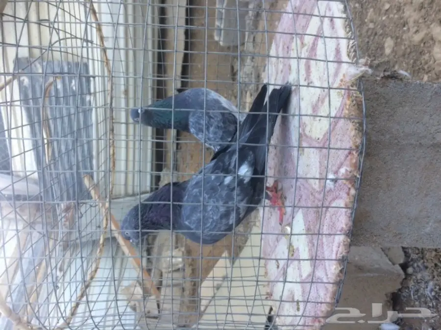 حمام داب والا منتج مزاد 3 (image 1)