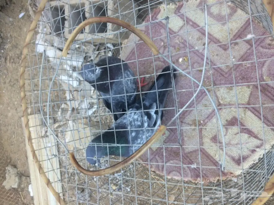 حمام داب والا منتج مزاد 3 (image 2)