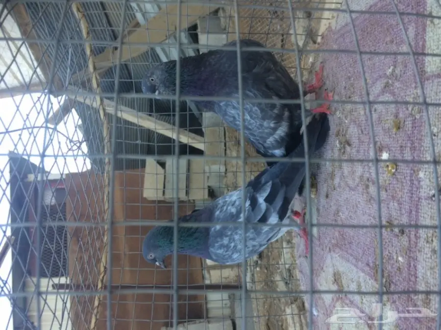 حمام داب والا منتج مزاد 3 (image 3)