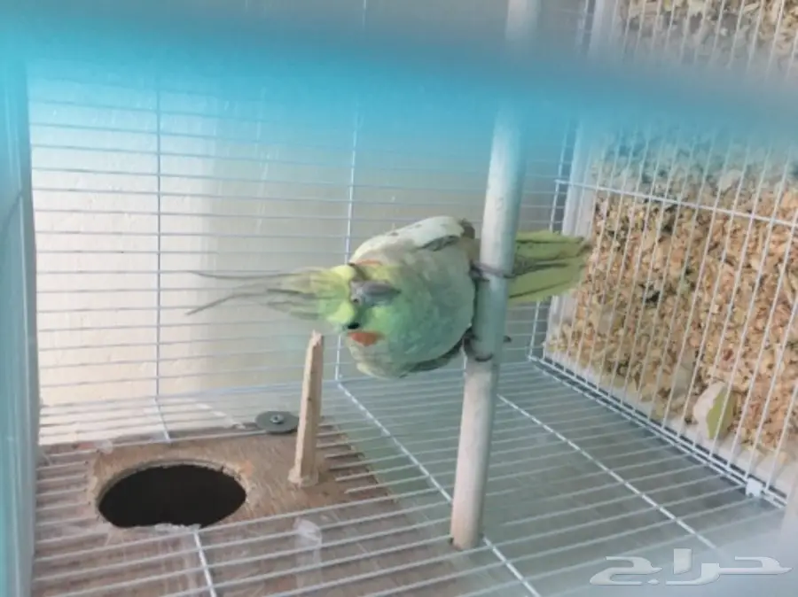 زوج كروان منتج