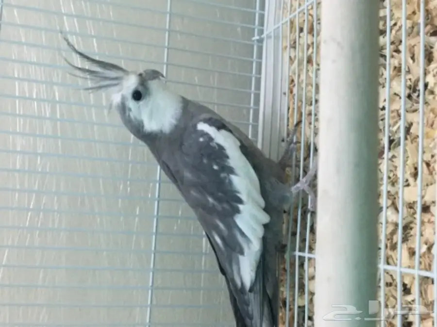 زوج كروان منتج (image 1)