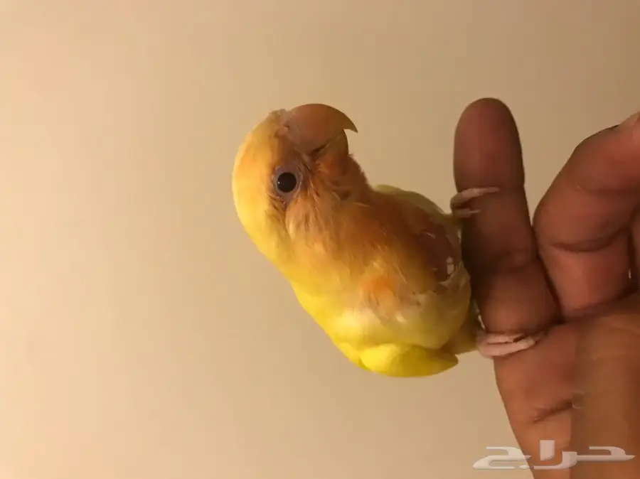 فرخ روز (image 2)