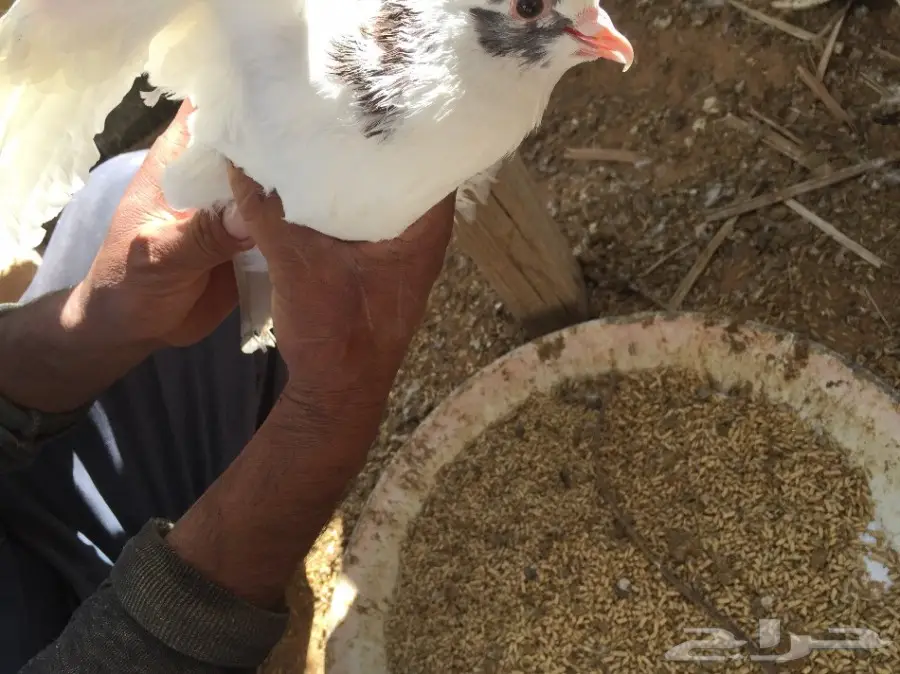 جوزين حمام للبيع 