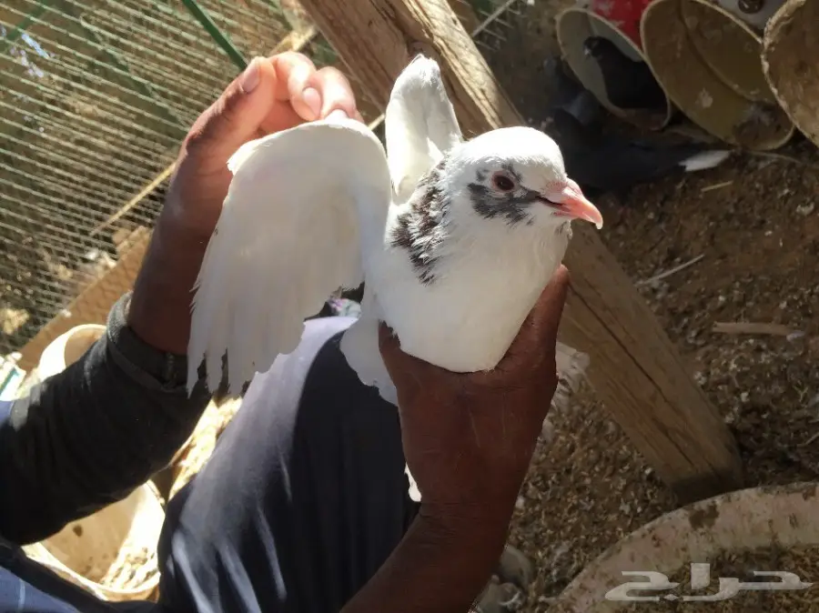 جوزين حمام للبيع  (image 1)