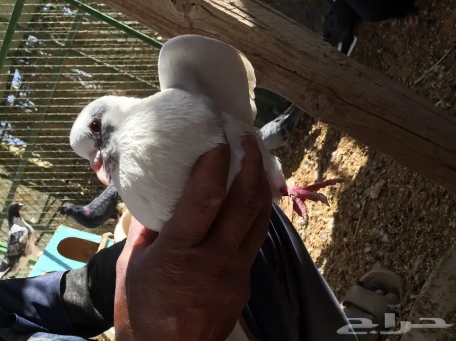 جوزين حمام للبيع  (image 2)