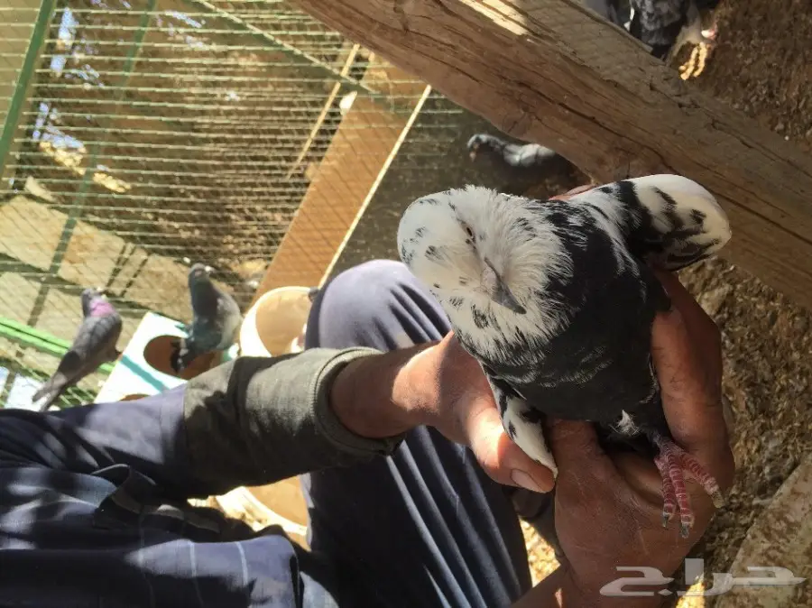 جوزين حمام للبيع  (image 4)