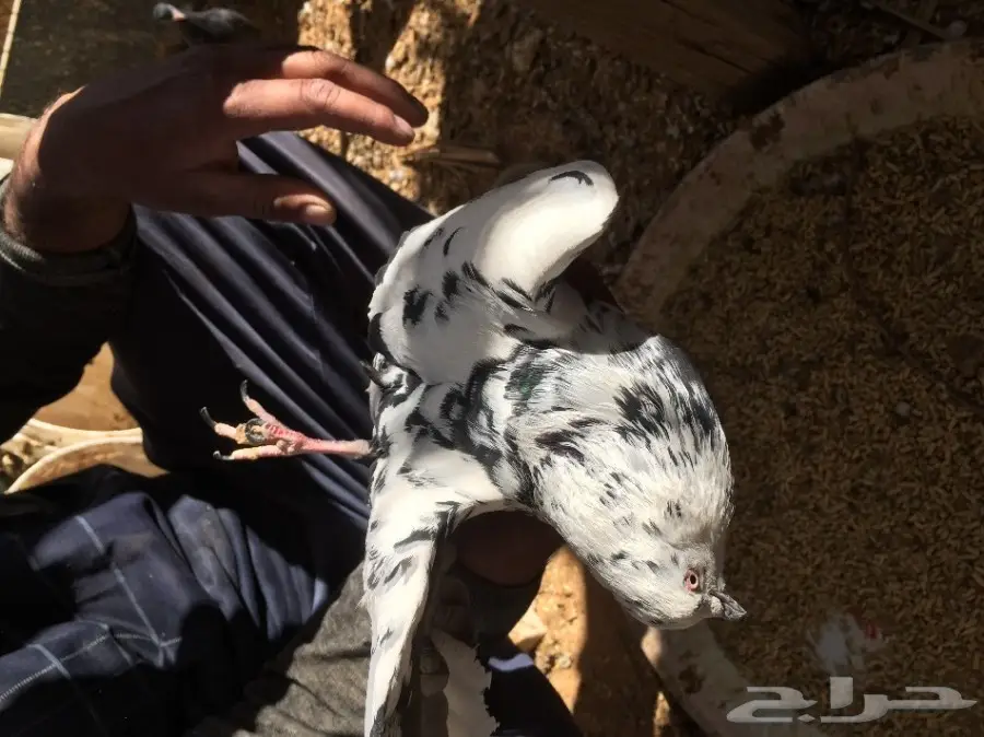 جوزين حمام للبيع  (image 5)