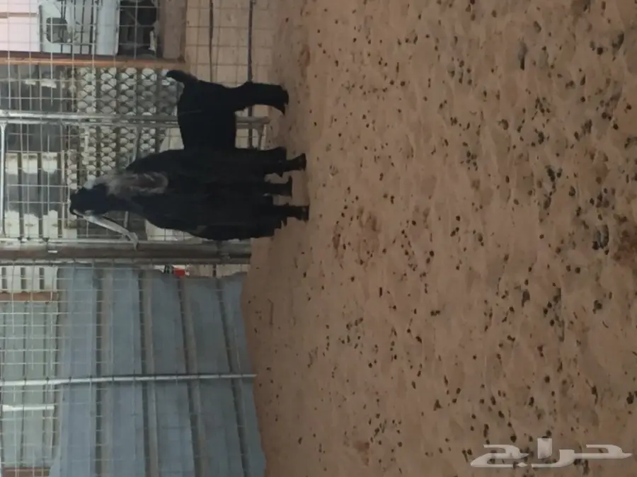 عنز عارضيه تحتها 2