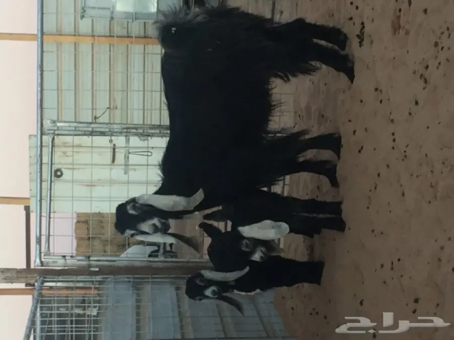 عنز عارضيه تحتها 2 (image 1)