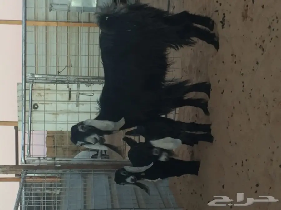 عنز عارضيه تحتها 2 (image 2)