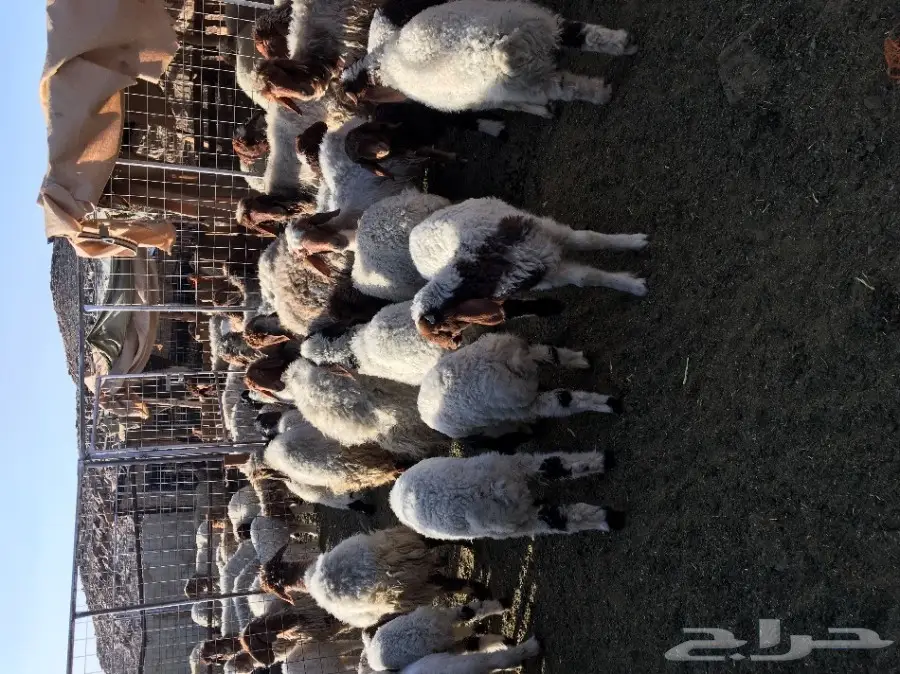 غنم نعيم مواليد ودفيع