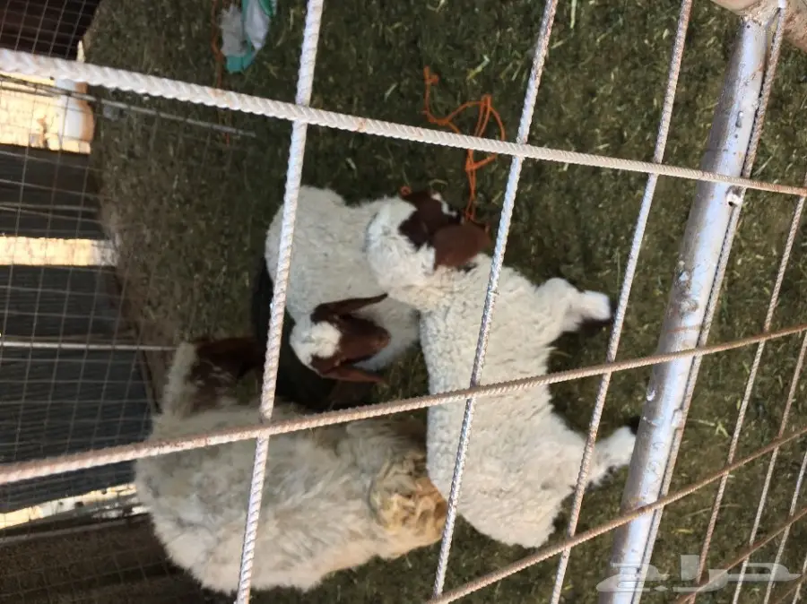 غنم نعيم مواليد ودفيع (image 1)