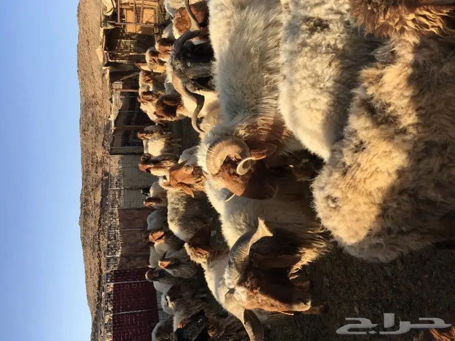 غنم نعيم مواليد ودفيع (image 3)