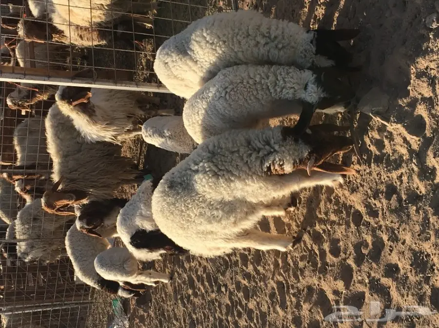 غنم نعيم مواليد ودفيع (image 4)