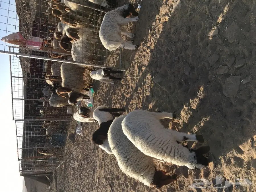 غنم نعيم مواليد ودفيع (image 5)