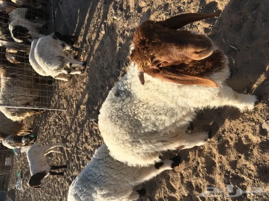 غنم نعيم مواليد ودفيع (image 6)