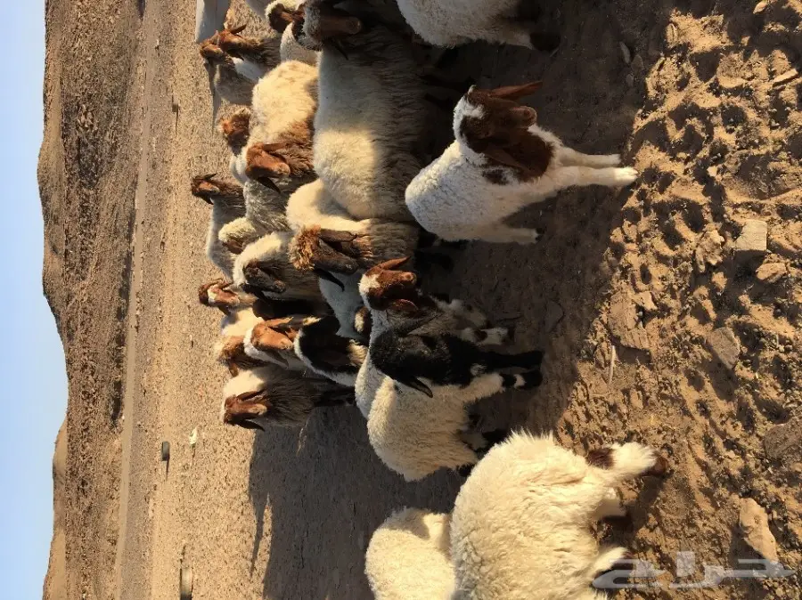 غنم نعيم مواليد ودفيع (image 7)