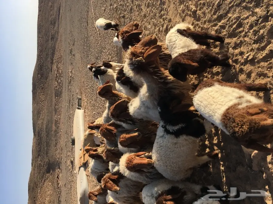 غنم نعيم مواليد ودفيع (image 8)