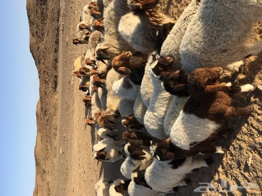 غنم نعيم مواليد ودفيع (image 12)