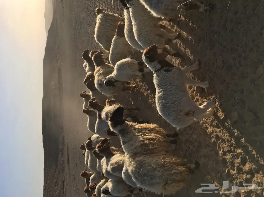 غنم نعيم مواليد ودفيع (image 13)