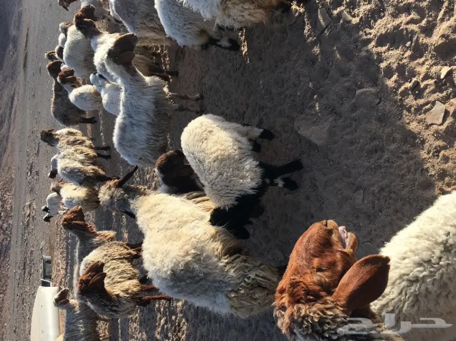 غنم نعيم مواليد ودفيع (image 14)