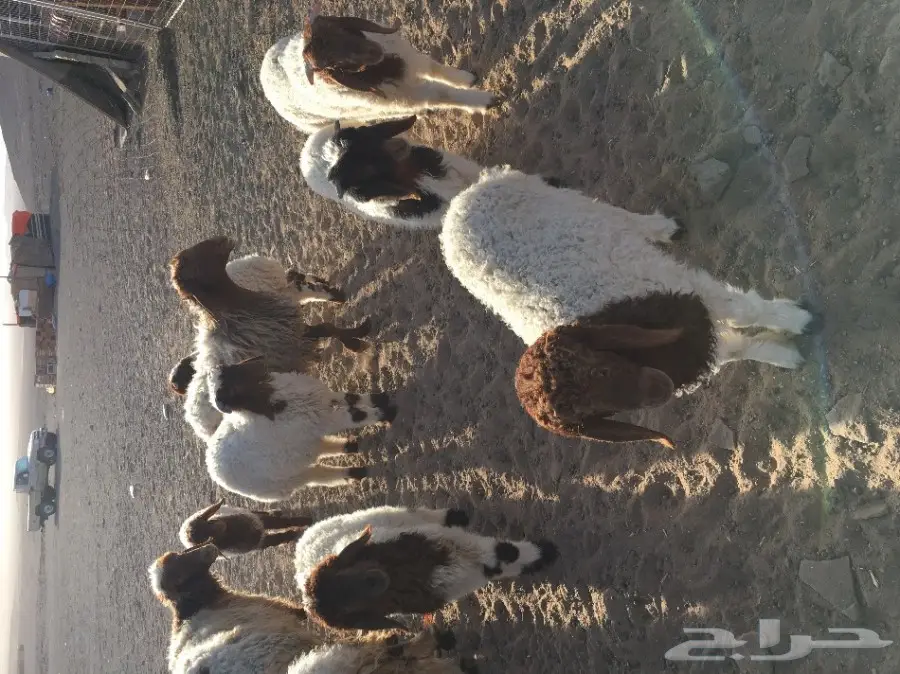 غنم نعيم مواليد ودفيع (image 17)
